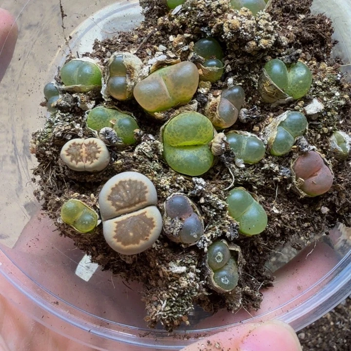 多肉植物的生长263