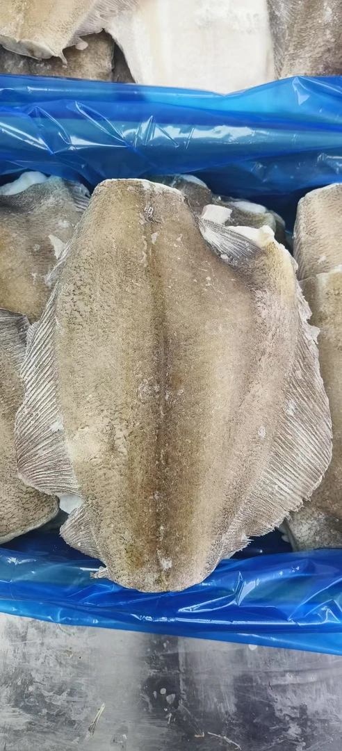 【4号】  深海鲽鱼身  现称现发