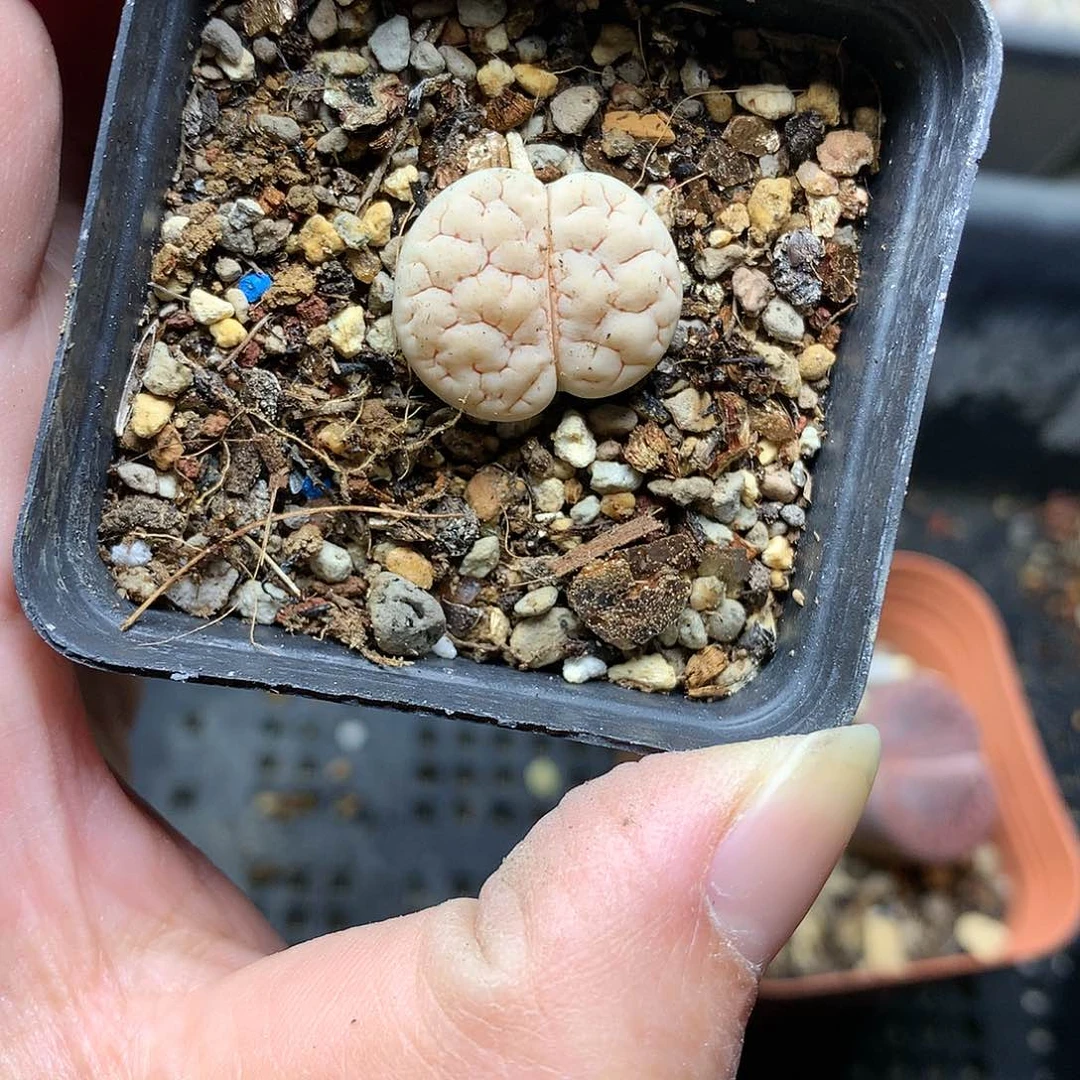 K288多肉植物保护
