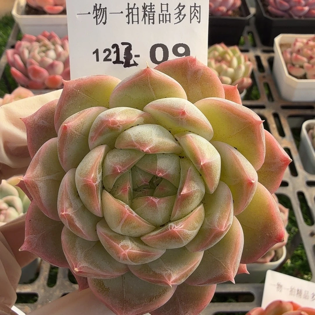 1222-09多肉一物一拍