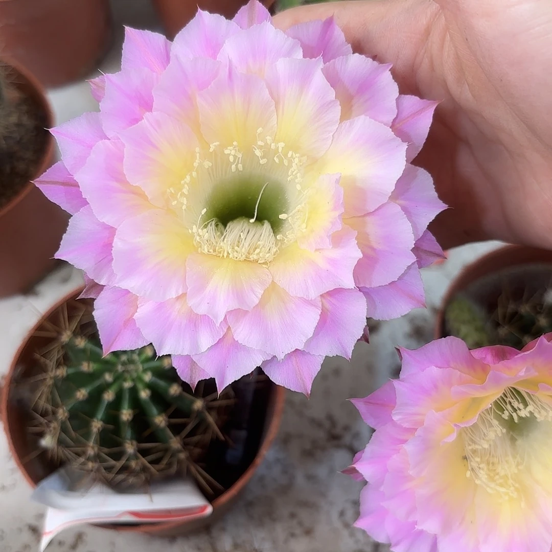 彩草拉丝无名粉5-6公分侧牙