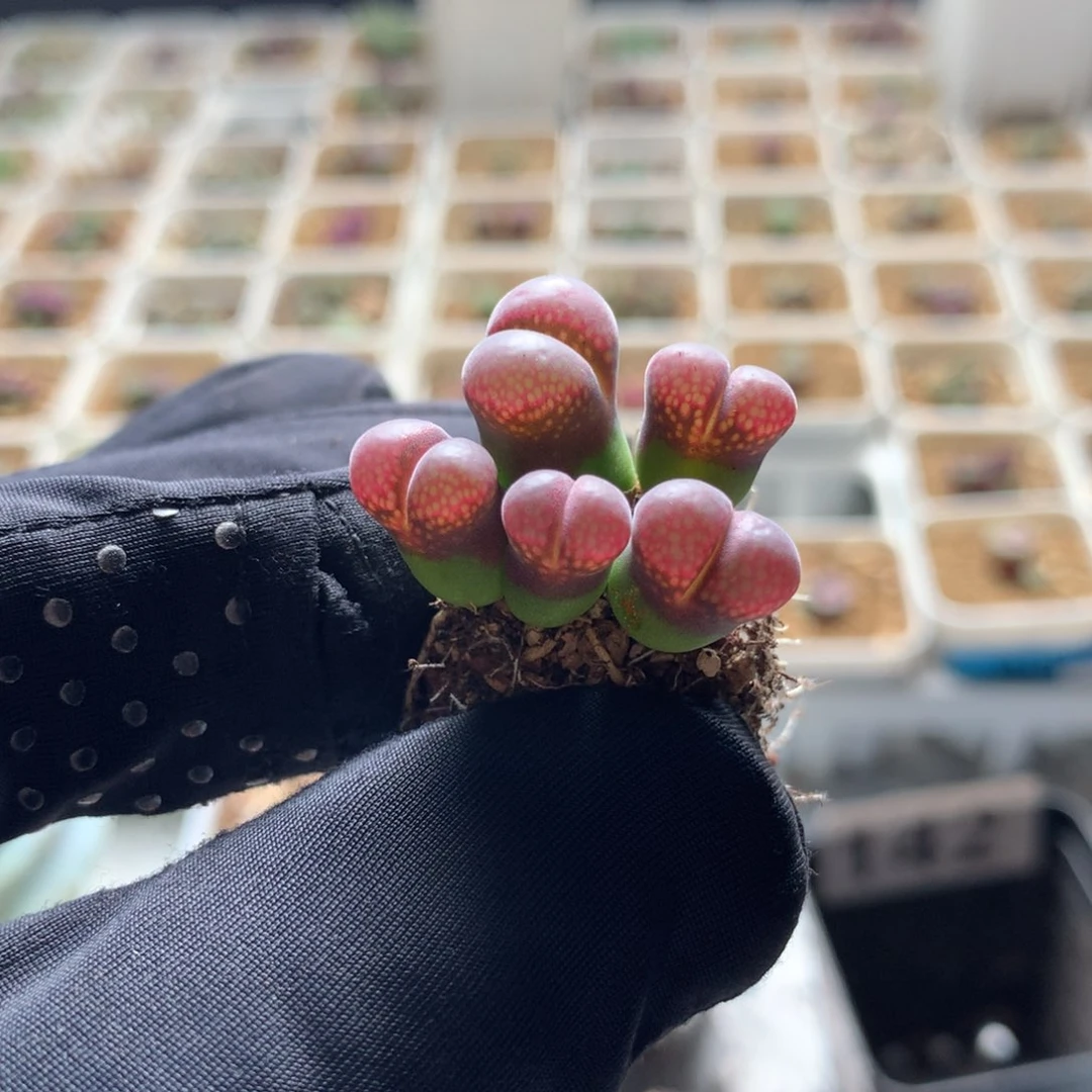 你****爱142红风铃母本一颗