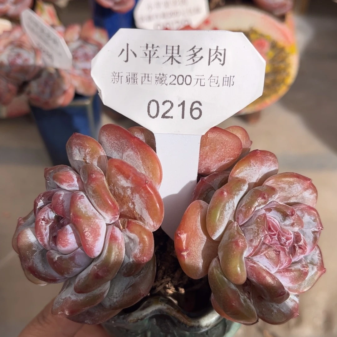 绿底紫心216/10cm3头