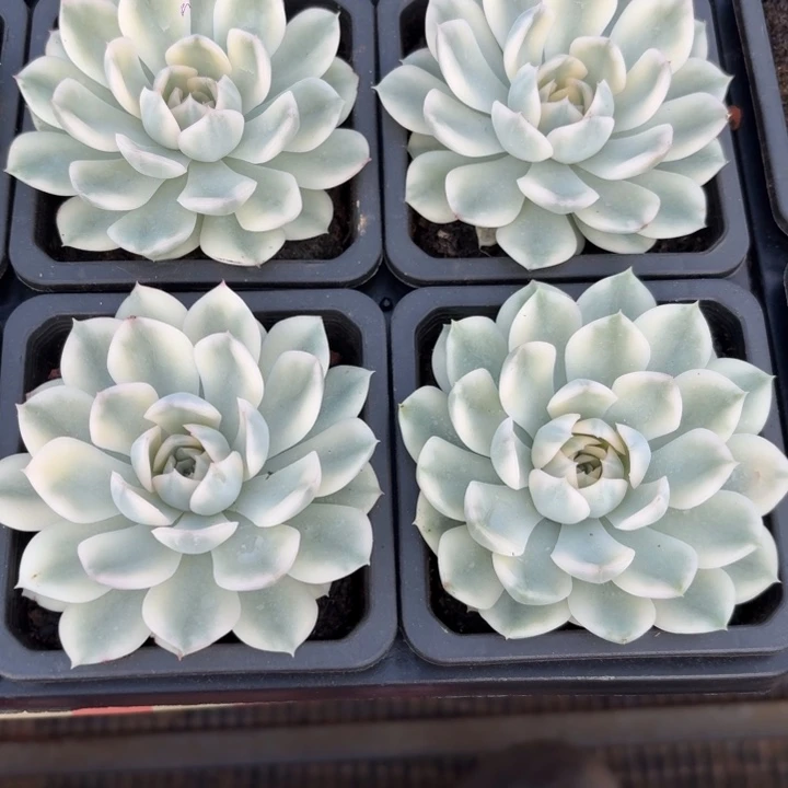 月亮仙子锦一颗价格