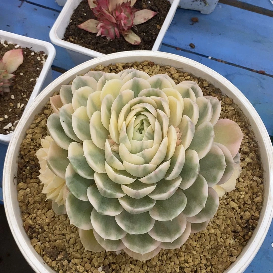 昂斯诺锦超级母本炸多肉植物哇啦塞