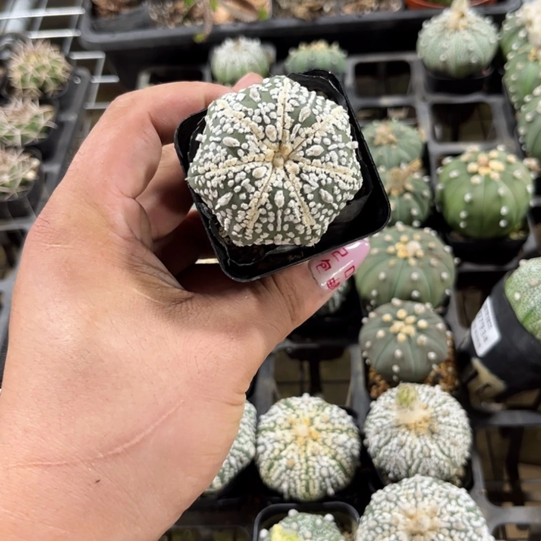 凉***开107940一物一拍单头发货
