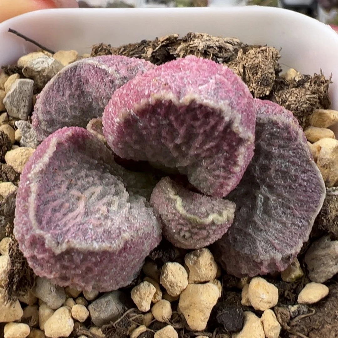 猪肝多肉植物水泡