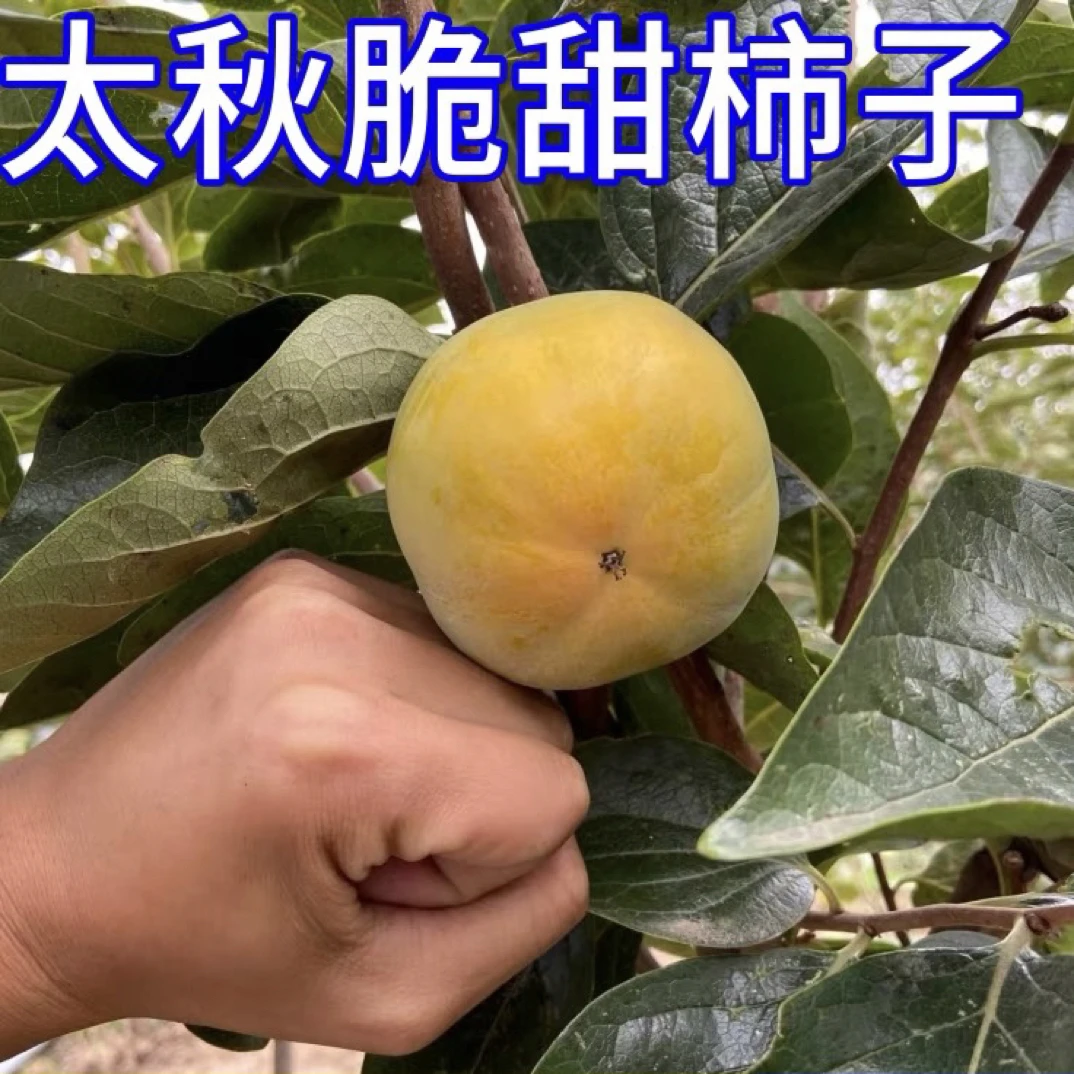 一物一拍 脆甜火晶柿子树