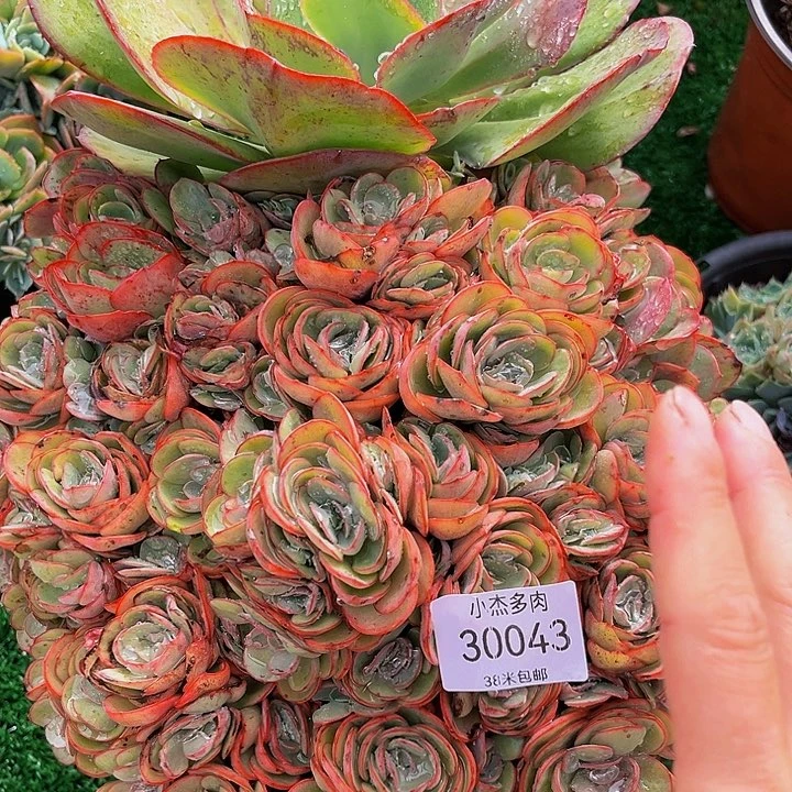 用****8小叶秀妍30043