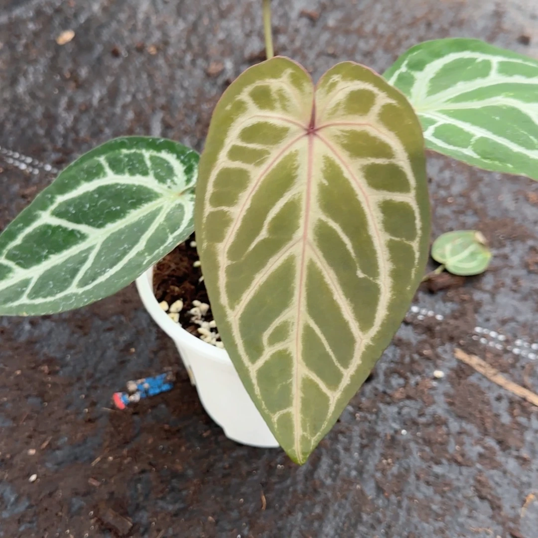 完全开放紫脉粉柠檬红