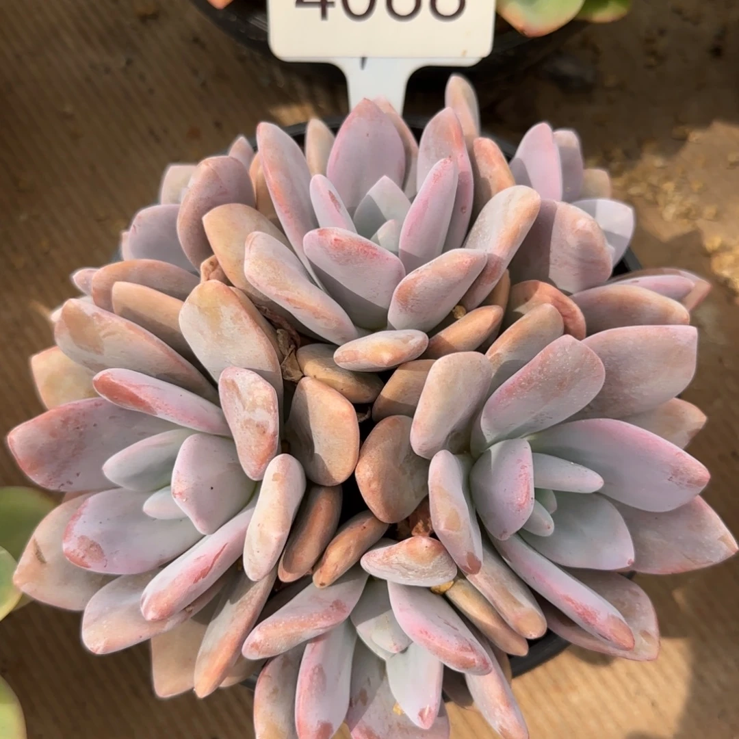 4068。       粉兔群