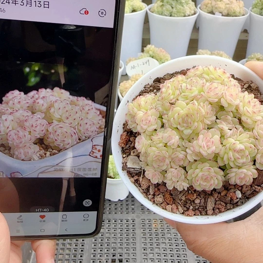 桂***雨1115-27（ht-40）优选