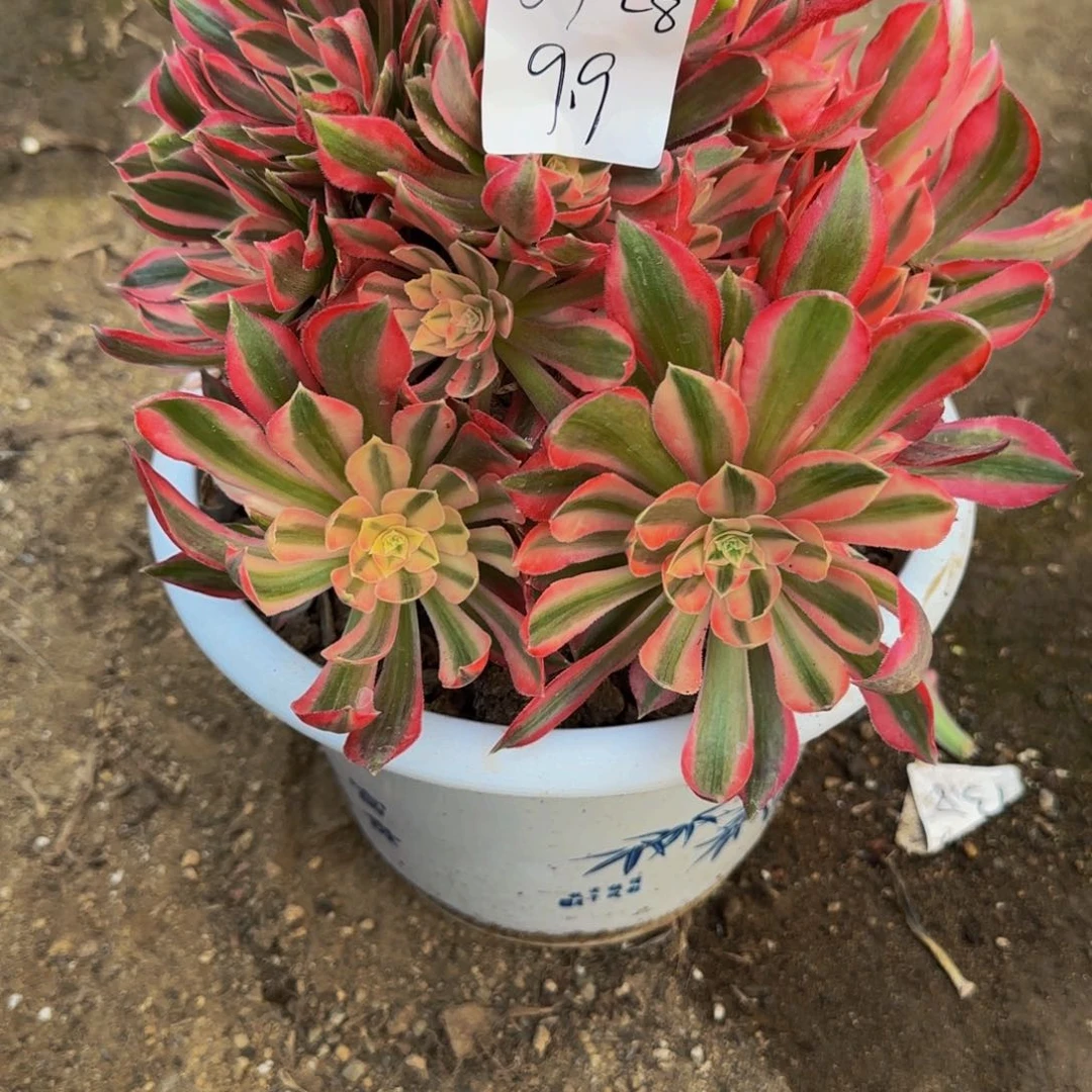 ?***声一物一拍多肉法师福利0128