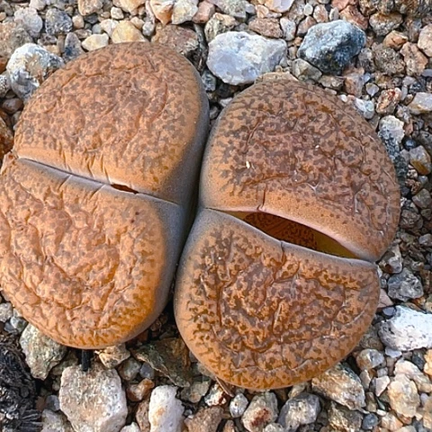 【闪购商品】25671