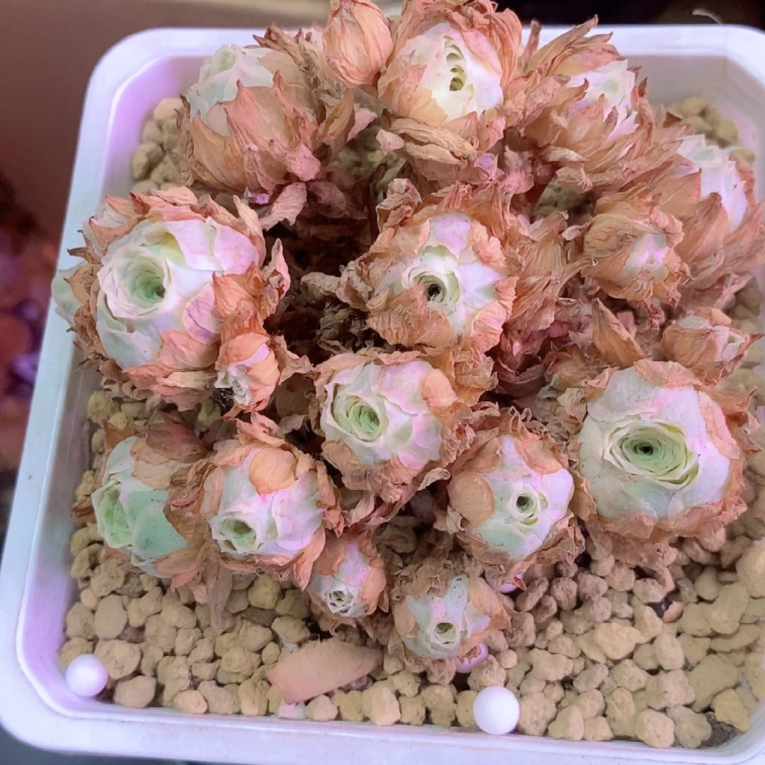 秋夕群一物一拍008