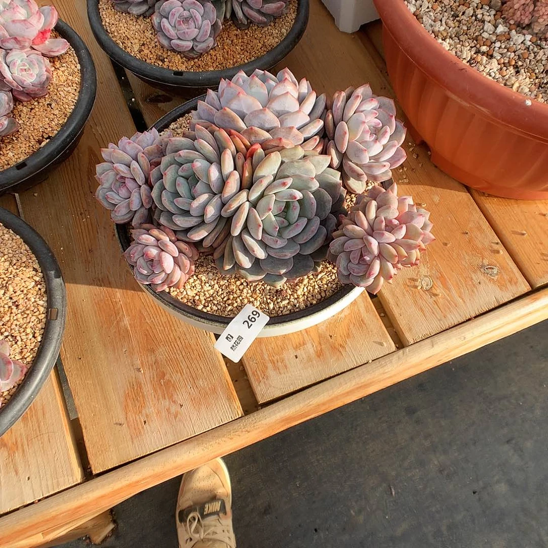 269星影多肉植物66666