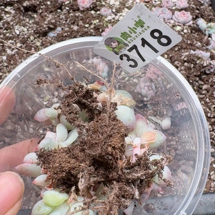 ?****浠多肉植物多肉植物