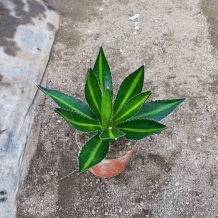 *****完全开放青黛兰裸根发货