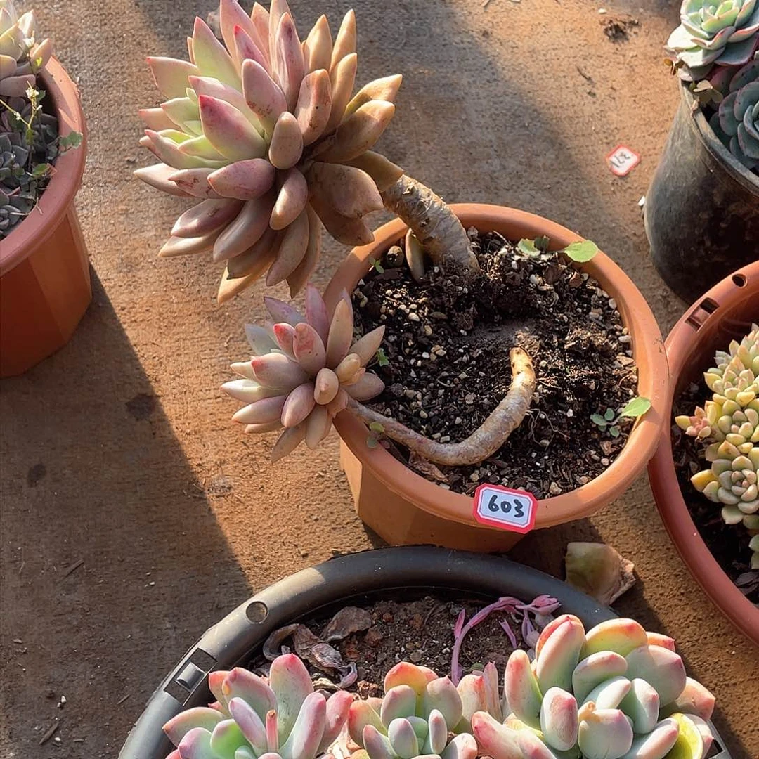 603桃花源一物一拍多肉