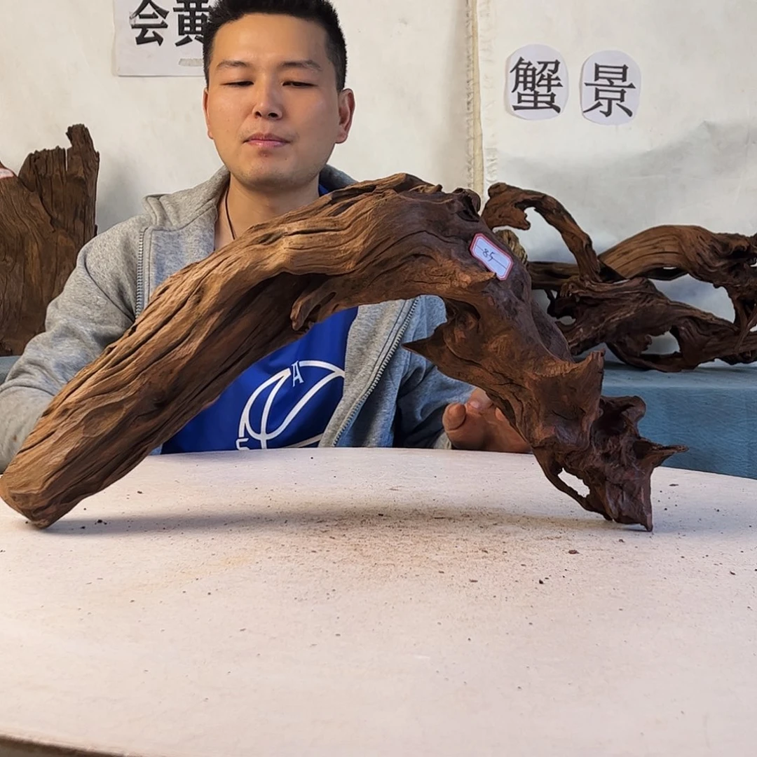 沉木造景爬宠造景