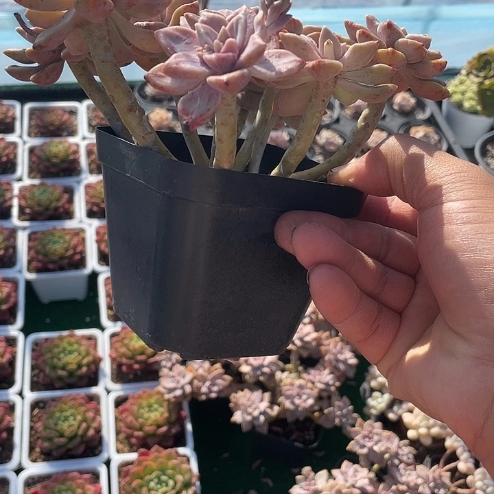 阿伦陪多肉整群带盆发货