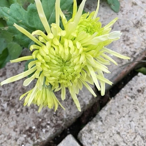 完全开放地上绿色品种一棵无售后