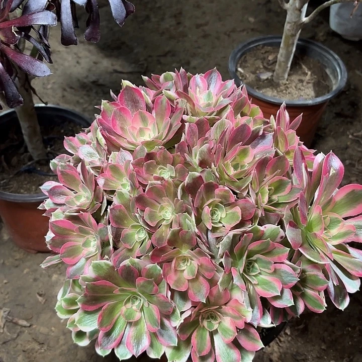 多肉植物法师女郎55