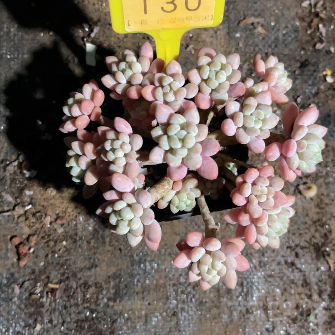 暖***༊云尘多肉一物一拍130，