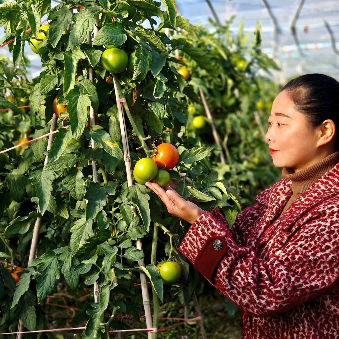 莆田现摘大红西红柿