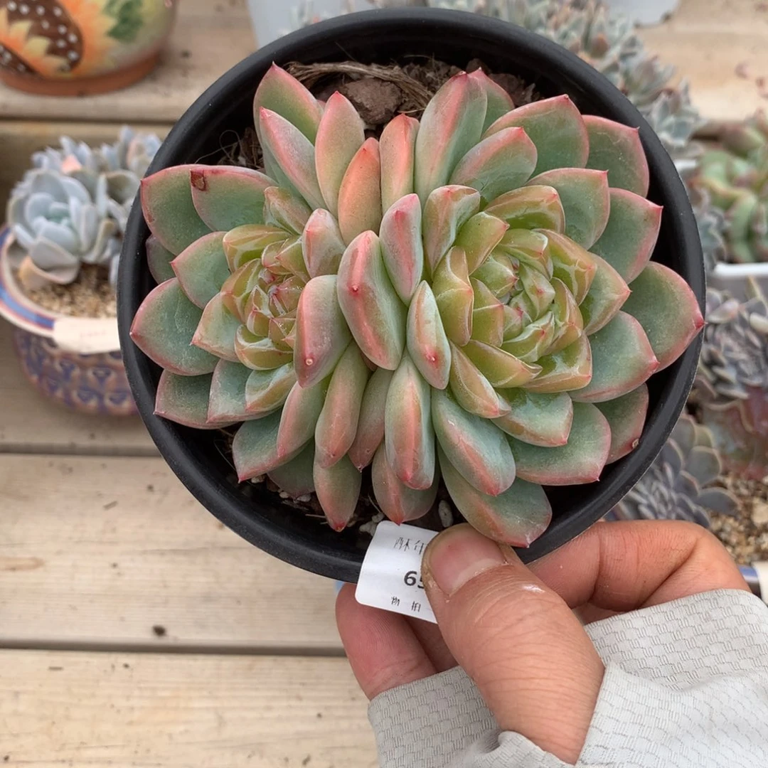 6578海洋之星多肉一颗11.5厘米