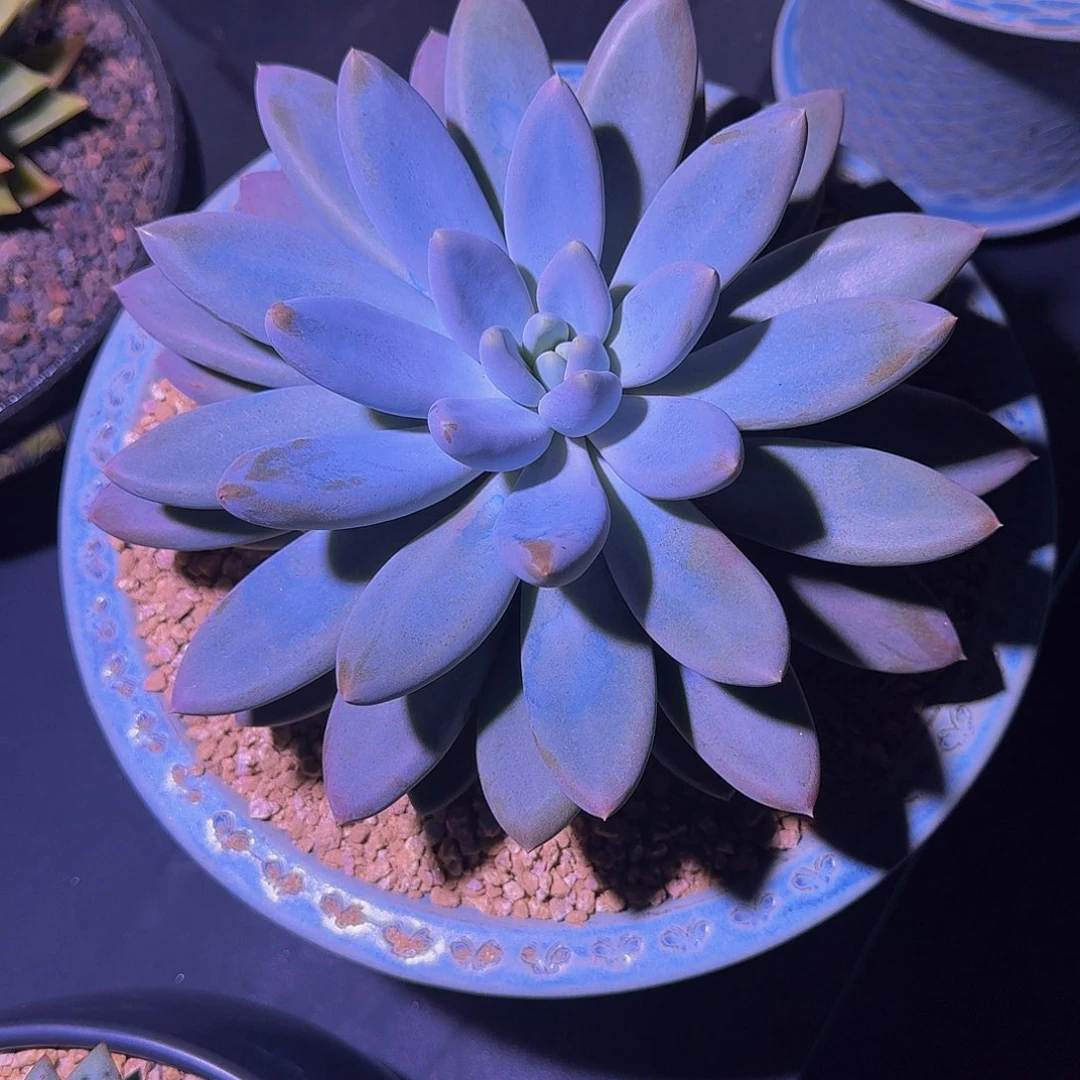 哥特萝莉 黄胖体 23cm