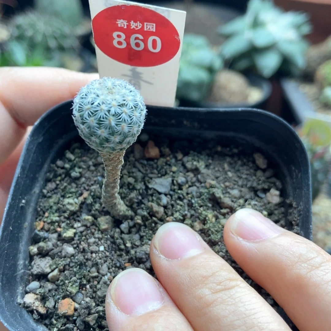 实生赤花美针玉1.4cm