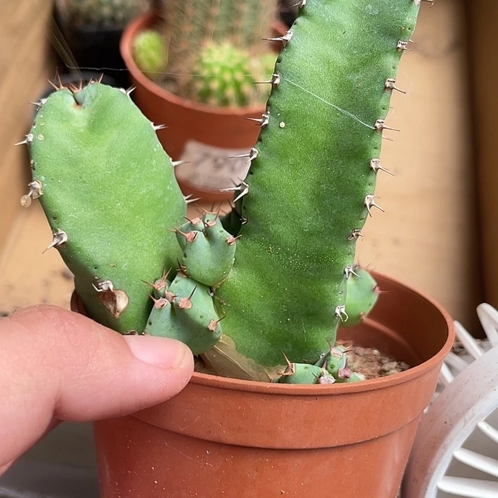 792仙人球开花植物