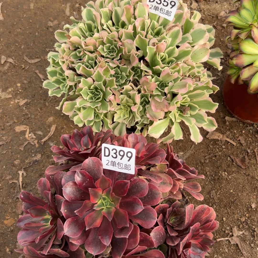 359-399多肉  2颗不包断头