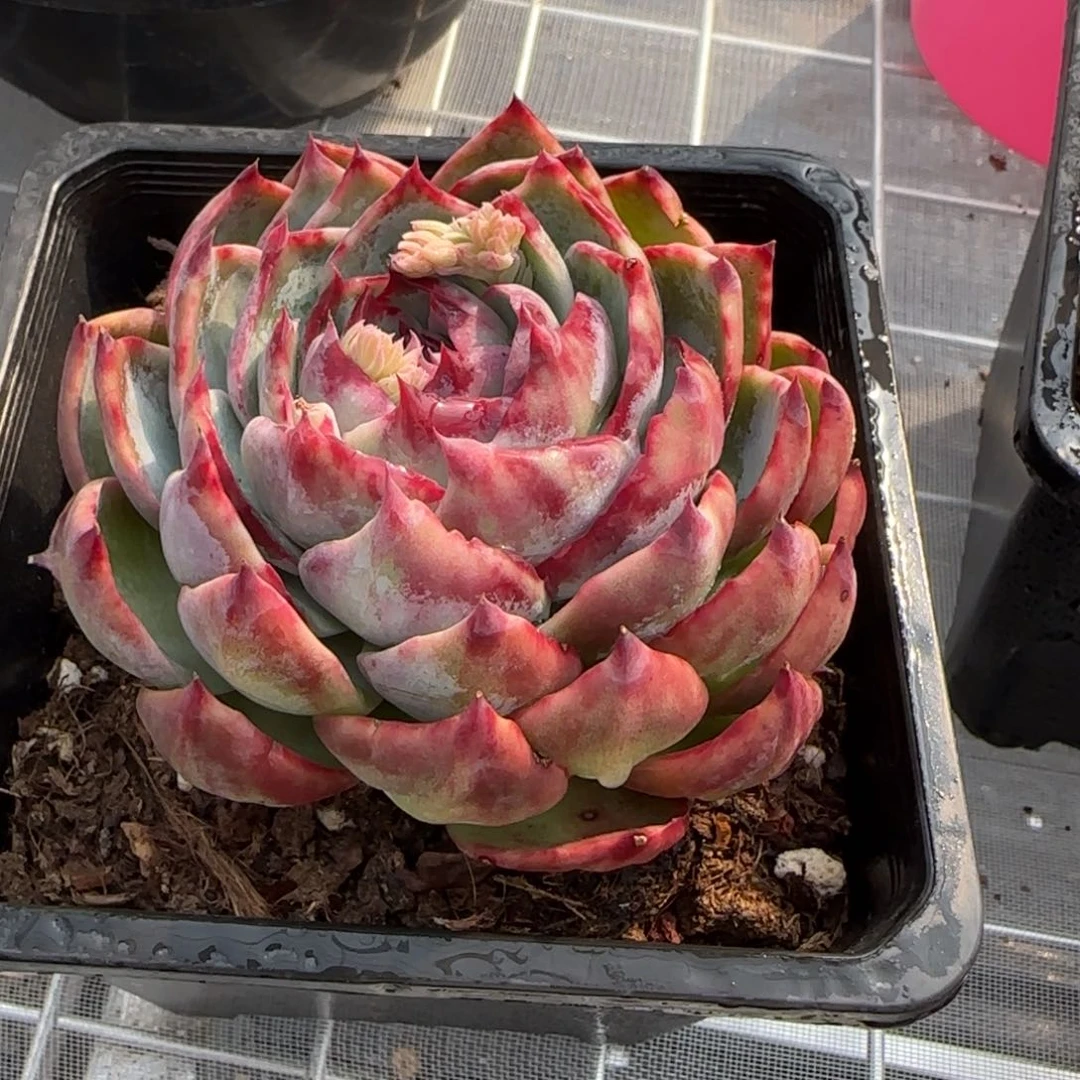 从前慢花园精选多肉惊鸿仙子