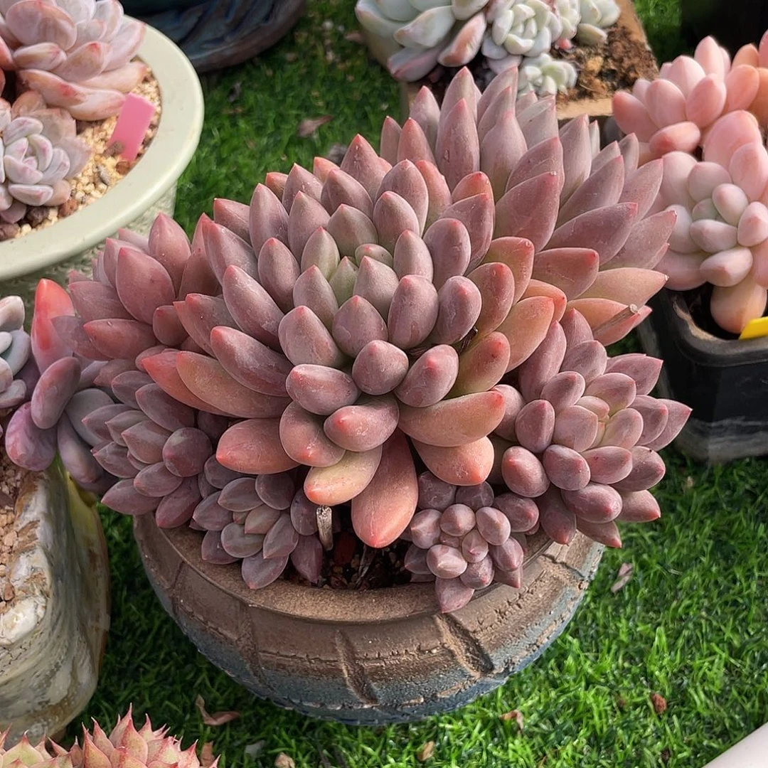 红蜻蜓群生多肉植物一物一拍多肉