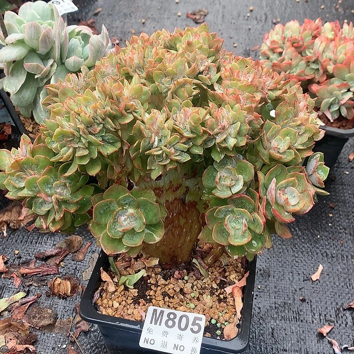 霞光缀化 多肉植物9.23左右发