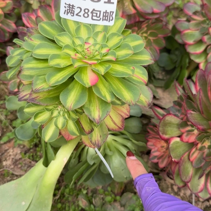 6481三号棚嫁接知否母本N