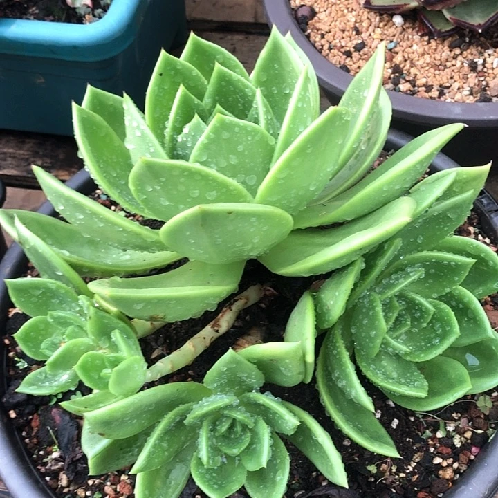 一物一拍多肉植物