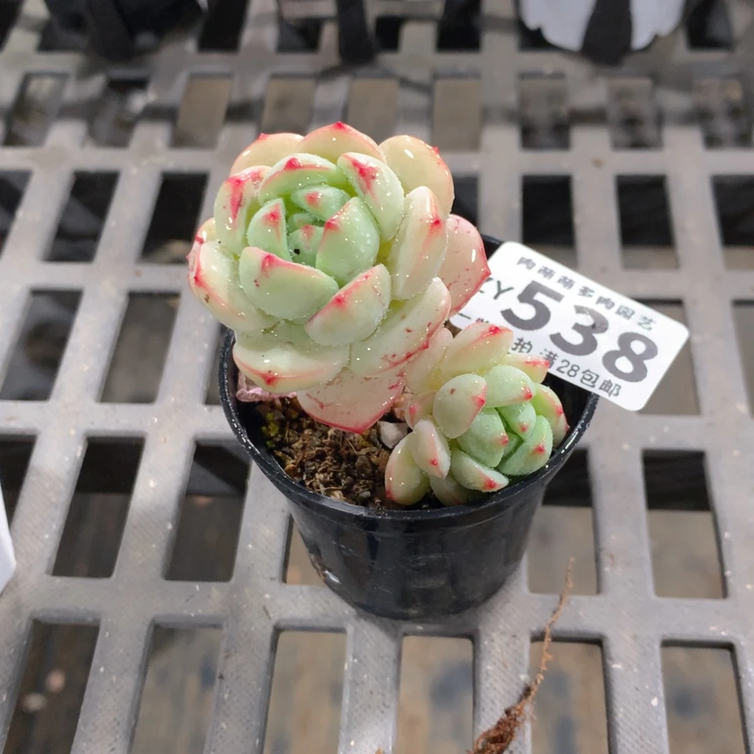 肉萌萌拇指盆精控多肉ZY538