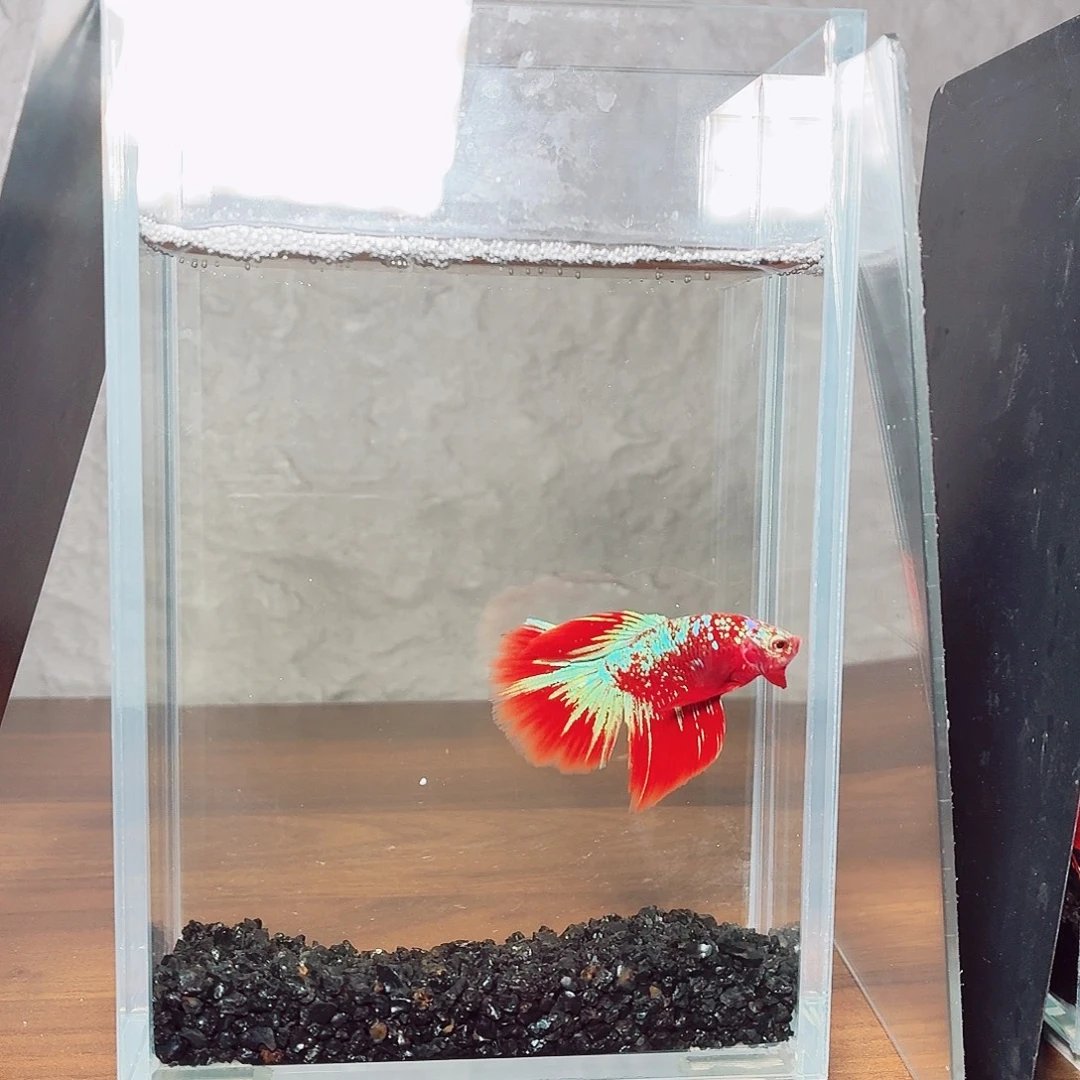 斗鱼彩金半月公鱼