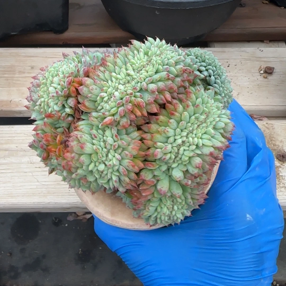 白胖子缀化五十包邮老桩