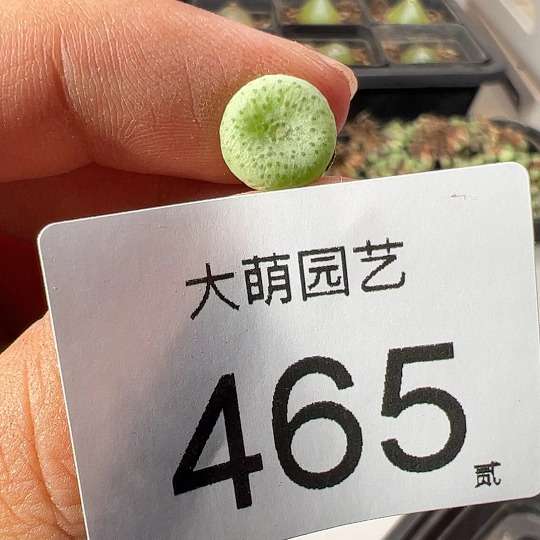0000465量拍史莱克1颗尺寸0.9上下