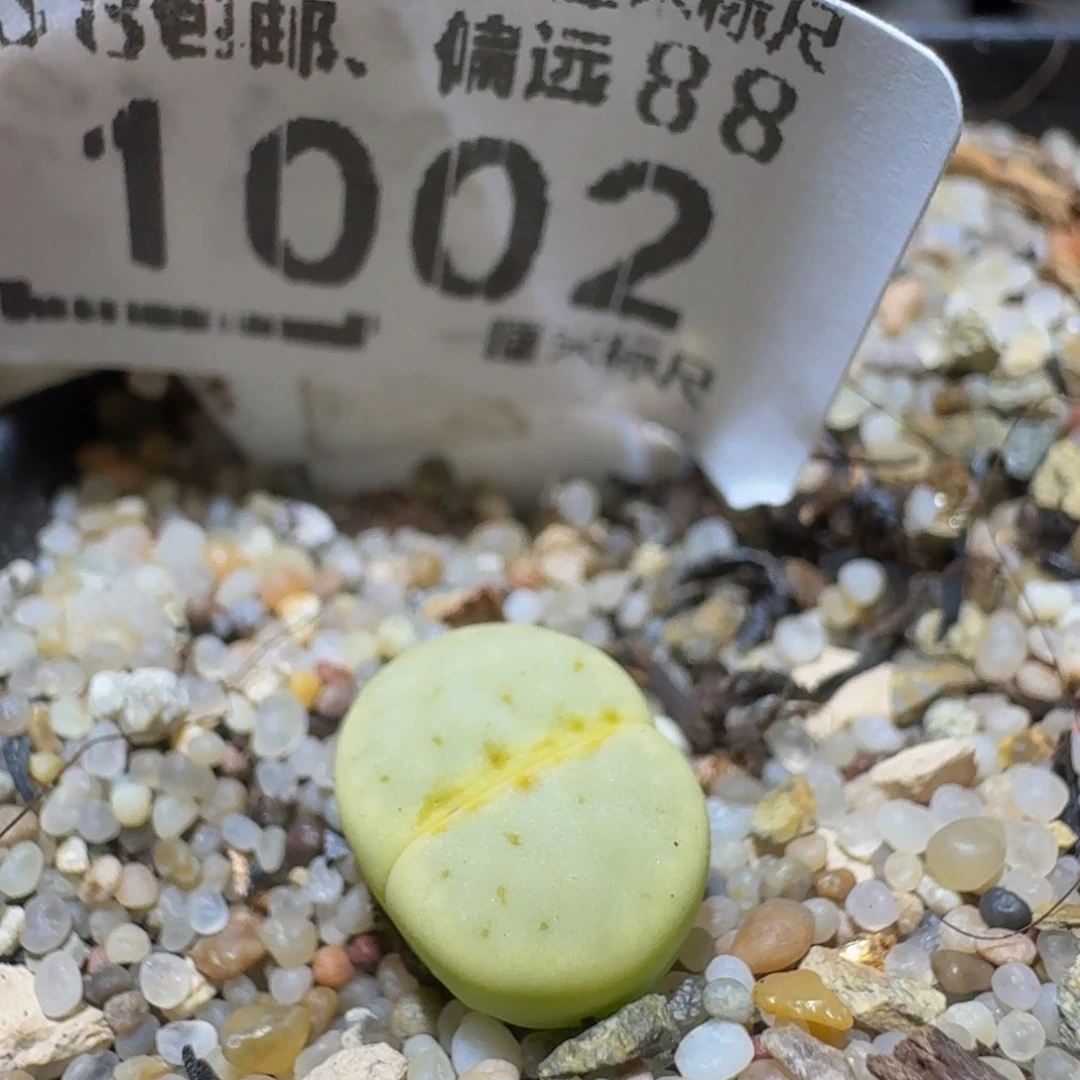 Ssss精品生石花1002