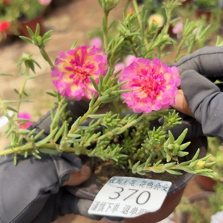 无花朵370超小苗盆口10 cm