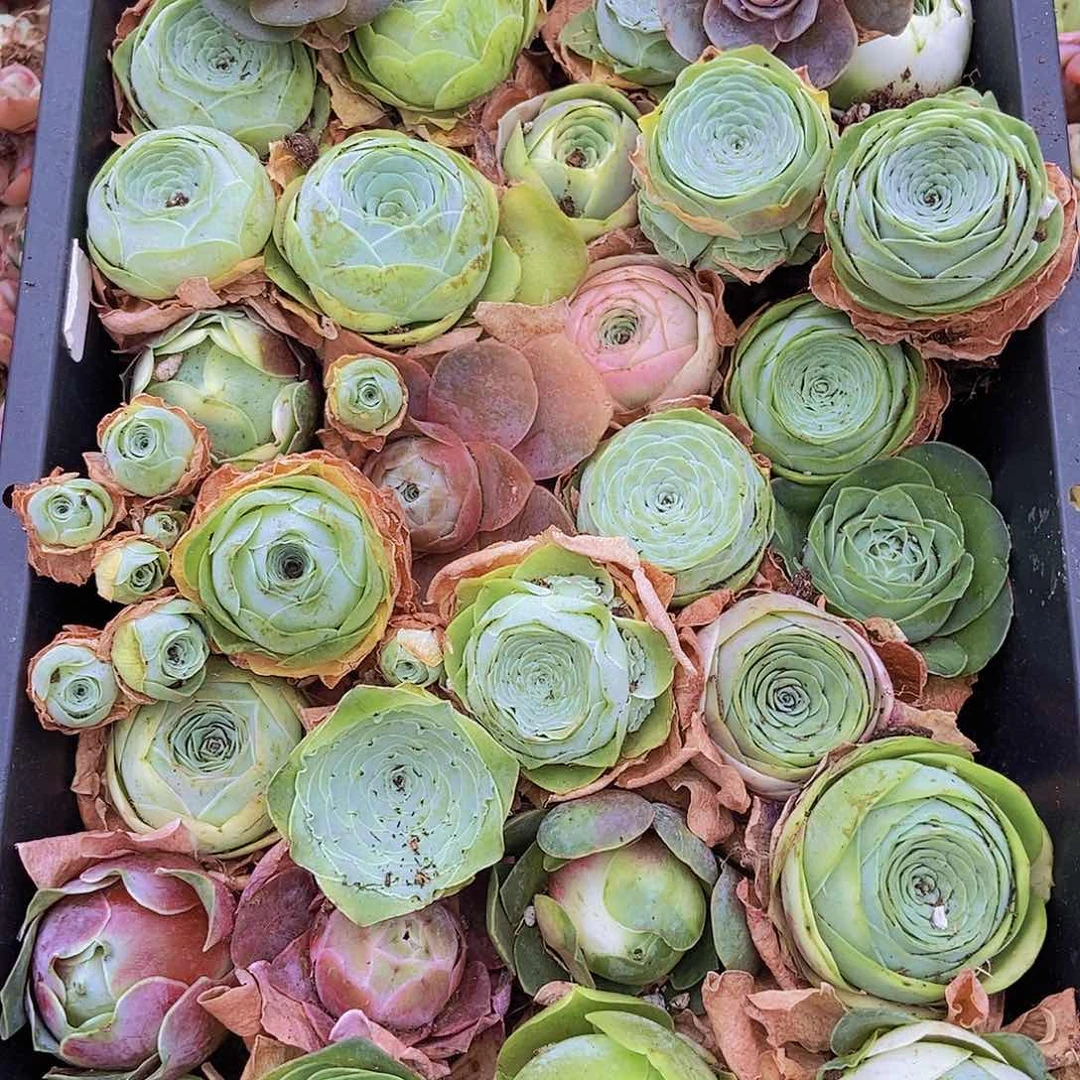 00000000002量拍保底30颗玫瑰