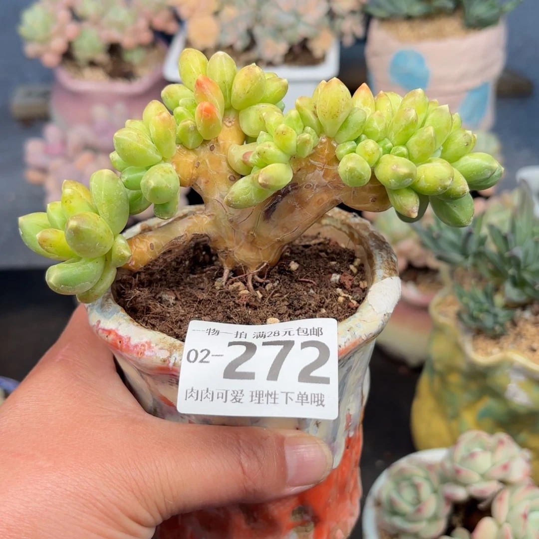 千代田多肉多肉多肉