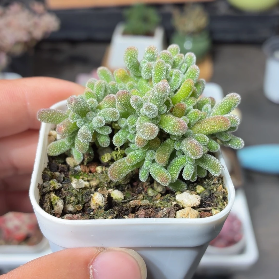 冰晶枝干多肉9.9包邮发货