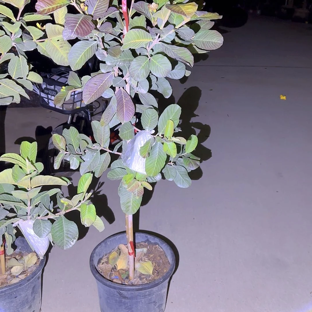 果树11111111111212