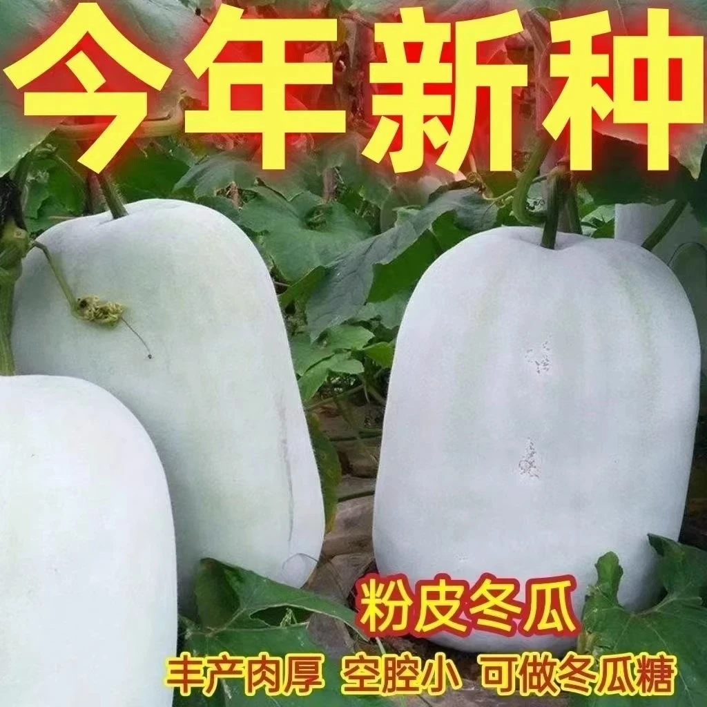 冬瓜种籽特大巨型种白皮种子孑粉皮大农家四季春夏秋瓜果蔬菜种子